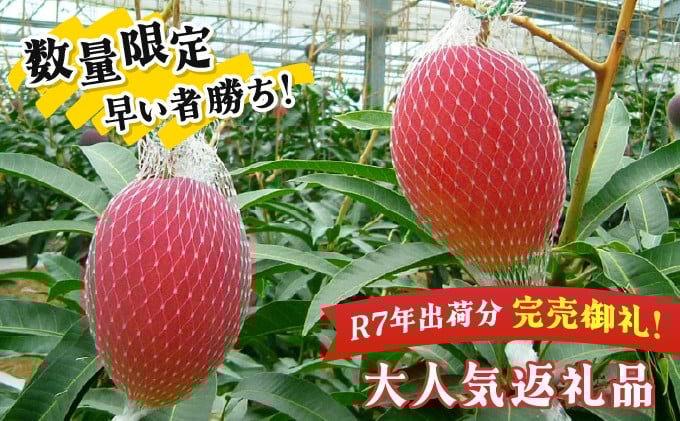 KU019＜令和8年発送分　先行予約！＞＜数量限定＞宮崎完熟マンゴー(2L×2玉) 宮崎県産の完熟マンゴー