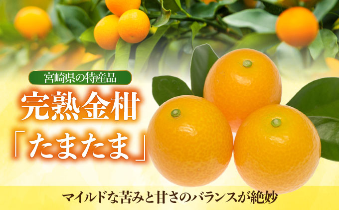 KU431-1 【先行予約】串間市産 完熟きんかん「たまたま」1kg