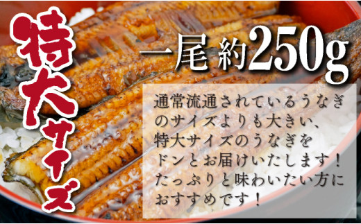 OTUTD-3【数量限定】特大くしまの黒潮うなぎ蒲焼３尾（合計750g前後）【大田商店】