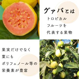 KU114 宮崎県串間市産 グァバ茶 (230ｇ×1袋) 自社農園産100% 【宮崎果汁】