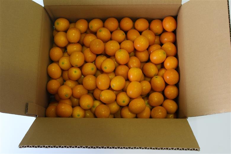 AA-C1 串間市産！完熟きんかん・たまたま（2L・計3kg）【串間市大束農業協同組合】