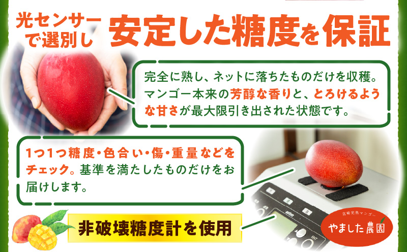 糖度15度以上！宮崎完熟マンゴー贈答用（4L×2玉入）【株式会社やました農園】_K005-002