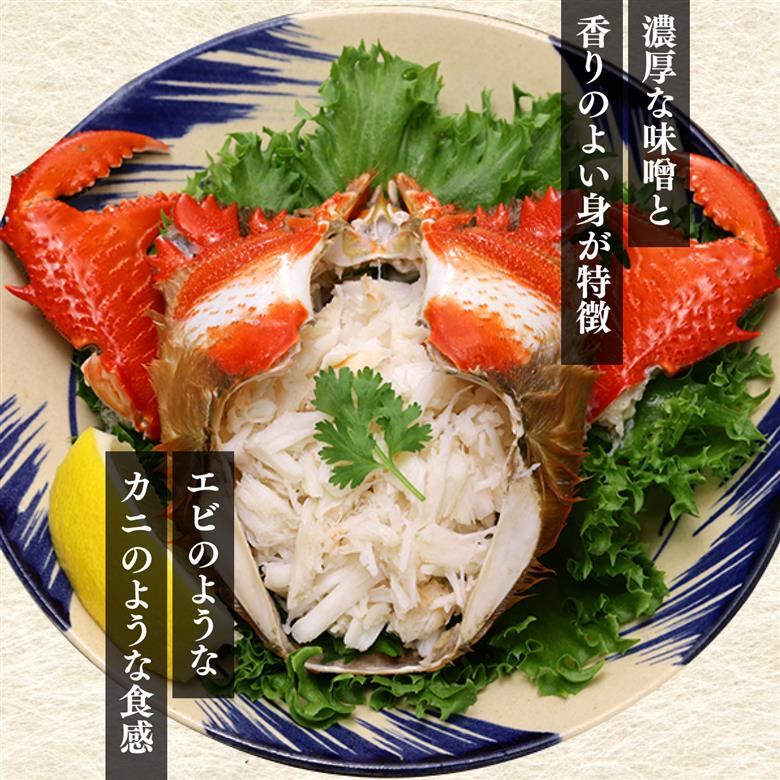 HRAGT-1 宮崎県串間産アサヒガニ 特大サイズ(計約1kg・2～3匹)【合同会社Houryoumaru】