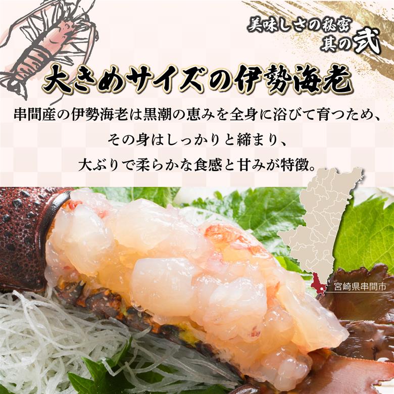 HRISI-45【先行予約】＜数量限定＞宮崎県串間産伊勢エビ(計約450g・1匹) 【合同会社Houryoumaru】【HRISI-45】