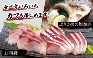 KRBF15-2602 ＜2026年2月配送＞活じめ！黒瀬ぶりの生鮮ブリフィレー 1.5kg前後