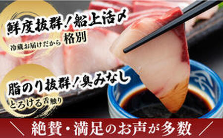 KRBF15-2603 ＜2026年3月発送＞活じめ！黒瀬ぶりの生鮮ブリフィレー 1.5kg前後