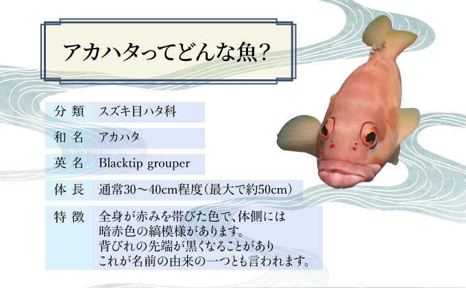 KU013＜2026年7月より順次発送＞宮崎県串間産アカハタ(計約750g・2～3匹)延縄漁による朝どれ高級魚を漁師直送！
