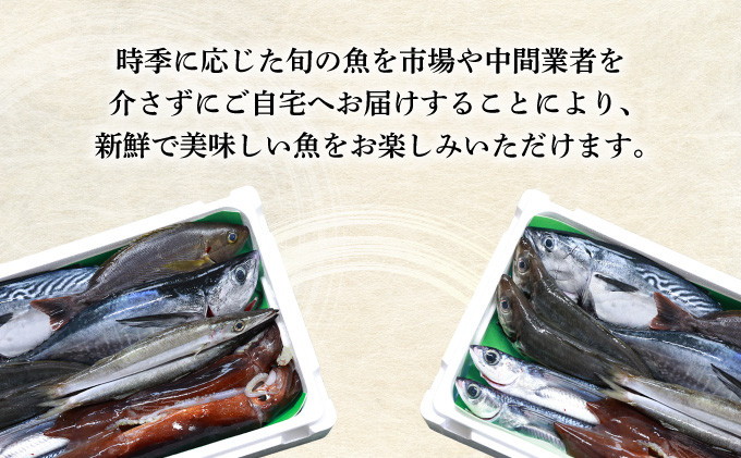 KU070 【先行予約受付中】宮崎県串間産 朝獲れ鮮魚セット計約3～4kg(4～5種)定置網による厳選「朝獲れ鮮魚」を漁師直送！ 【合同会社Houryoumaru】