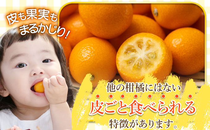 【先行予約】完熟金柑「たまたま」3㎏