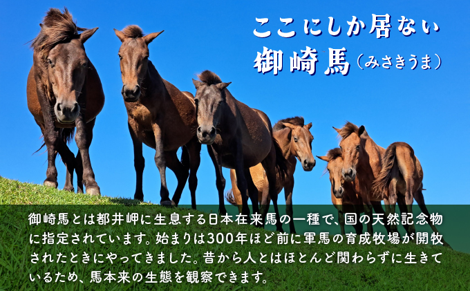 OP-TMG 体験！おもしろ『都井岬野生馬』観察ガイドツアー