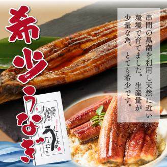 KU469-3 くしまの黒潮うなぎ蒲焼３尾（合計600g前後）【大田商店】