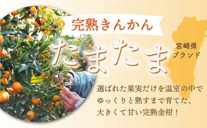 AQ-A1 串間市産きんかんたまたま使用！たまリッチアイス詰合せ（9個）【たまたまクラブ】