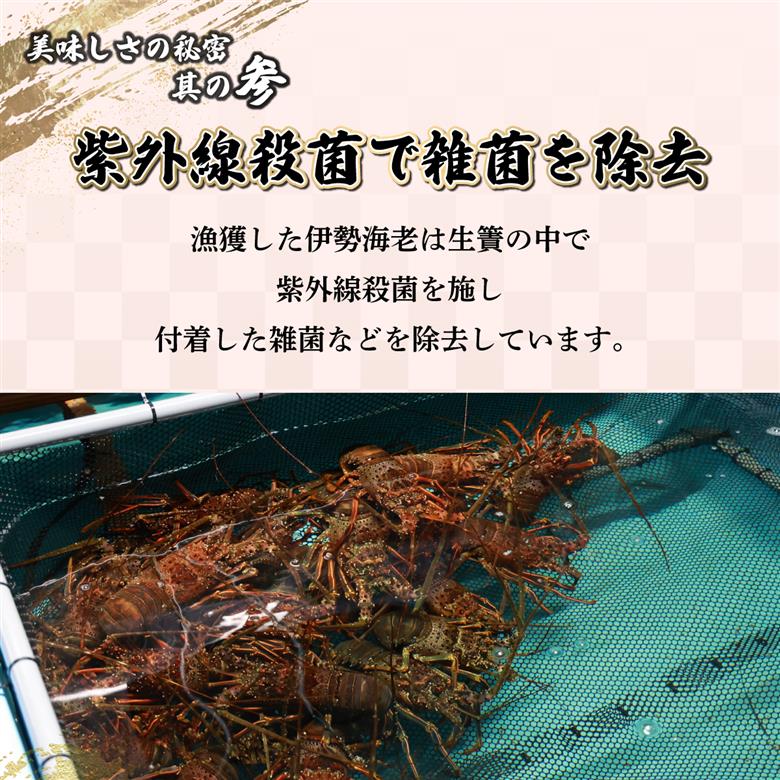 HRISI-80【先行予約】＜数量限定＞宮崎県串間産伊勢エビ(計約800g・2匹) 【合同会社Houryoumaru】【HRISI-80】