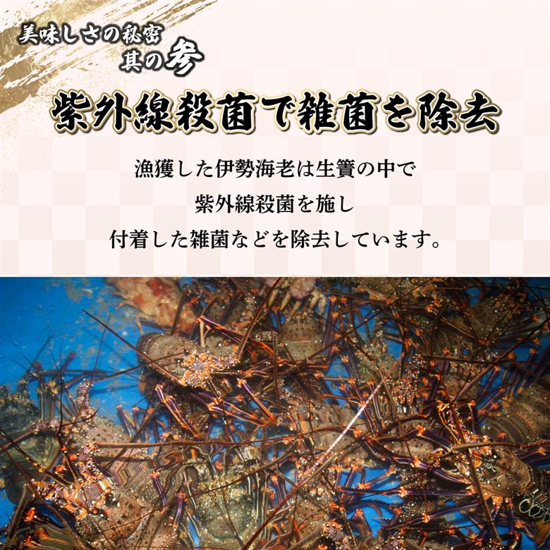HRISR-80【先行予約】＜生冷凍・数量限定＞宮崎県串間産 天然伊勢エビ(計約800g・2匹) 【合同会社Houryoumaru】