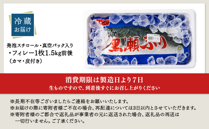 KRBF15-2604＜2026年4月発送＞活じめ！黒瀬ぶりの生鮮ブリフィレー 1.5kg前後