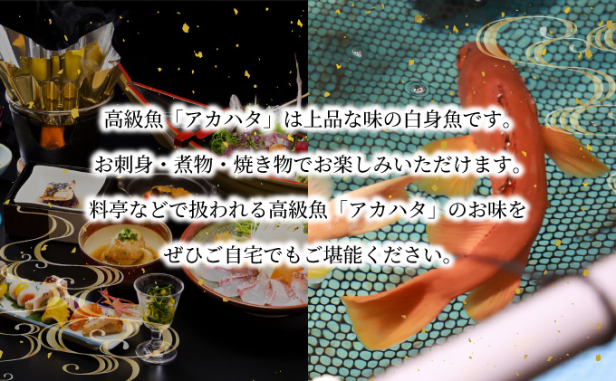 KU014＜2026年7月上旬から発送開始＞宮崎県串間産アカハタ(計約1kg・2～4匹)延縄漁による朝どれ高級魚を漁師直送！