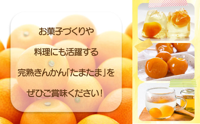 【先行予約】完熟金柑「たまたま」3㎏