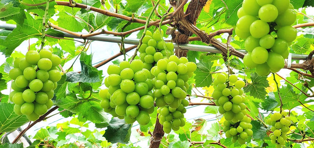 <訳あり>パック入りシャインマスカット 約2kg（2房）【KAZUSAN農園】【KZBSP2】