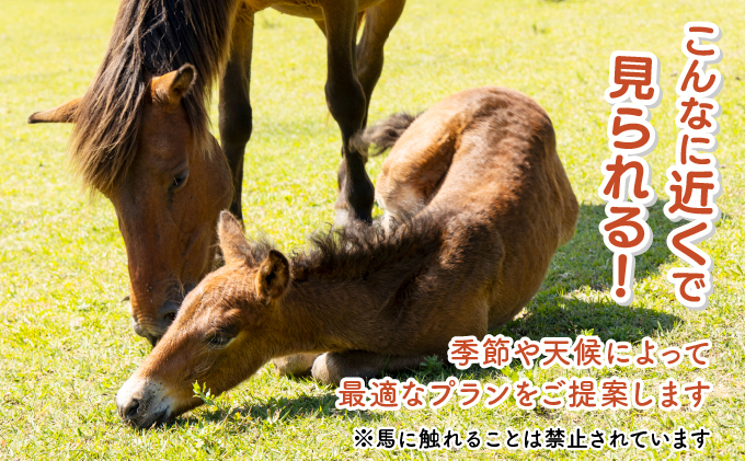 OP-TMG 体験！おもしろ『都井岬野生馬』観察ガイドツアー