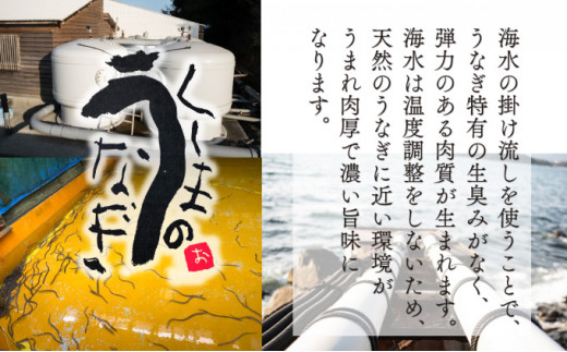 OTUCT-3【数量限定】超特大くしまの黒潮うなぎ蒲焼３尾（合計900g前後）【大田商店】