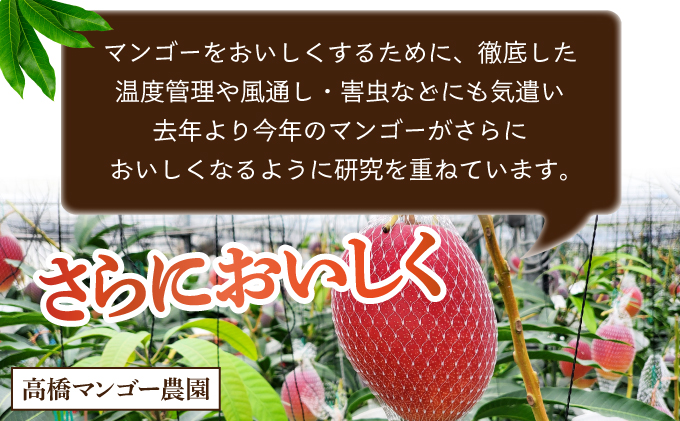 TAZ2L　＜先行予約受付中＞数量限定！宮崎完熟マンゴー (2L×2玉) 化粧箱入り【高橋マンゴー農園】【TAZ2L】