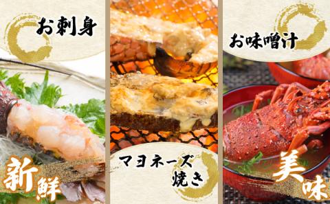 KU346 ＜生冷凍・数量限定＞宮崎県串間産 天然伊勢エビ(計約1kg前後・2～4匹) 【合同会社Houryoumaru】