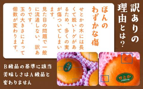 KU303 ≪数量限定≫ 順子姉さんのひっぱりだこ愛情せとか 2.5kg