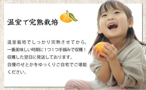 AD-AB1≪期間限定・先行予約≫　数量限定！訳あり 農林水産大臣賞受賞農園！ふるやさんちの温室せとか(約5kg・20～24玉※サイズ混合)【ふるやさんちのみかん園】