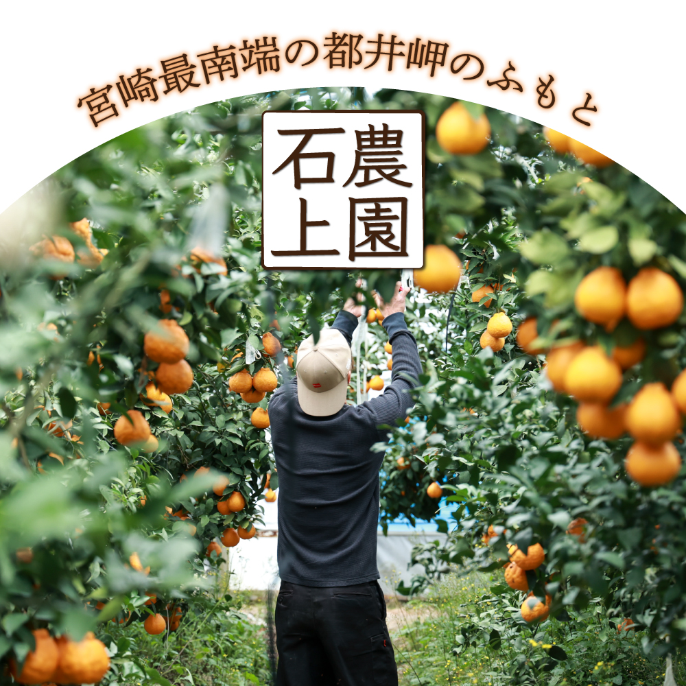 AF-A1 串間市都井「石上農園」自慢のホタル グリーンハウスミカン 5kg（約60個）【石上農園】