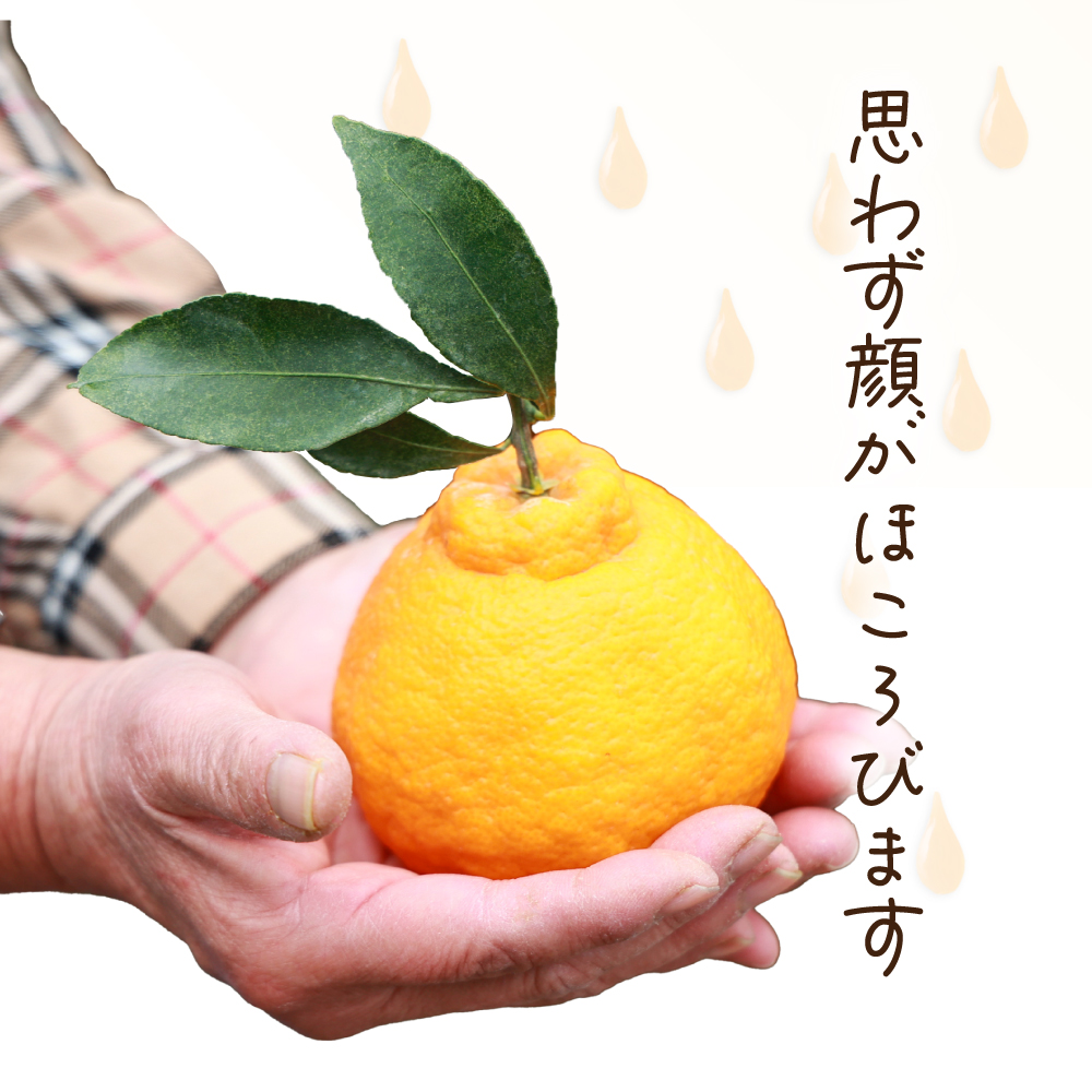 AF-A3 【先行予約】訳あり 串間市都井「石上農園」の不知火4kg(12～15玉)【石上農園】