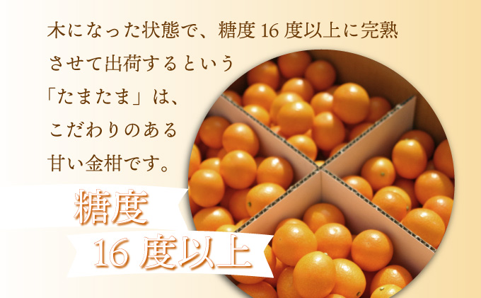 AQ-A1 串間市産きんかんたまたま使用！たまリッチアイス詰合せ（9個）【たまたまクラブ】