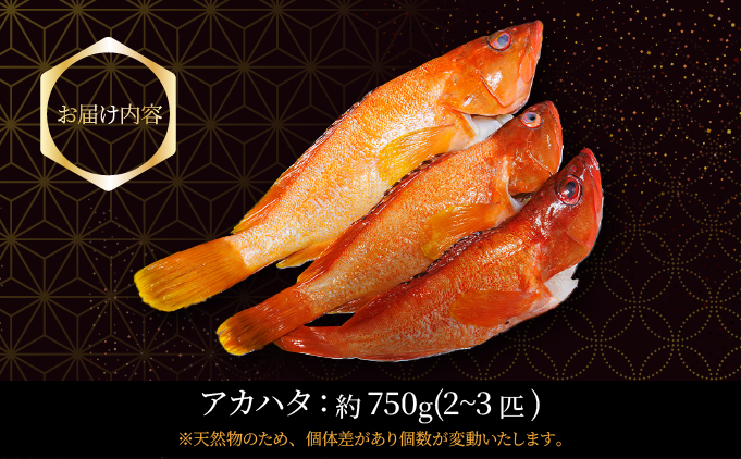 KU013＜2026年7月より順次発送＞宮崎県串間産アカハタ(計約750g・2～3匹)延縄漁による朝どれ高級魚を漁師直送！