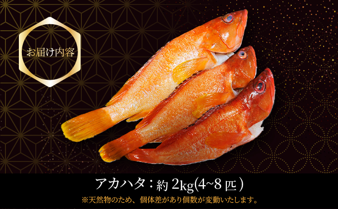 KU015＜2026年7月より順次発送に変更＞宮崎県串間産アカハタ(計約2kg・4～8匹)延縄漁による朝どれ高級魚を漁師直送！