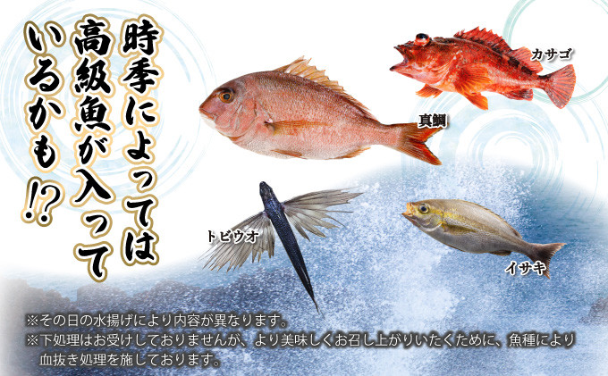 KU070 【先行予約受付中】宮崎県串間産 朝獲れ鮮魚セット計約3～4kg(4～5種)定置網による厳選「朝獲れ鮮魚」を漁師直送！ 【合同会社Houryoumaru】