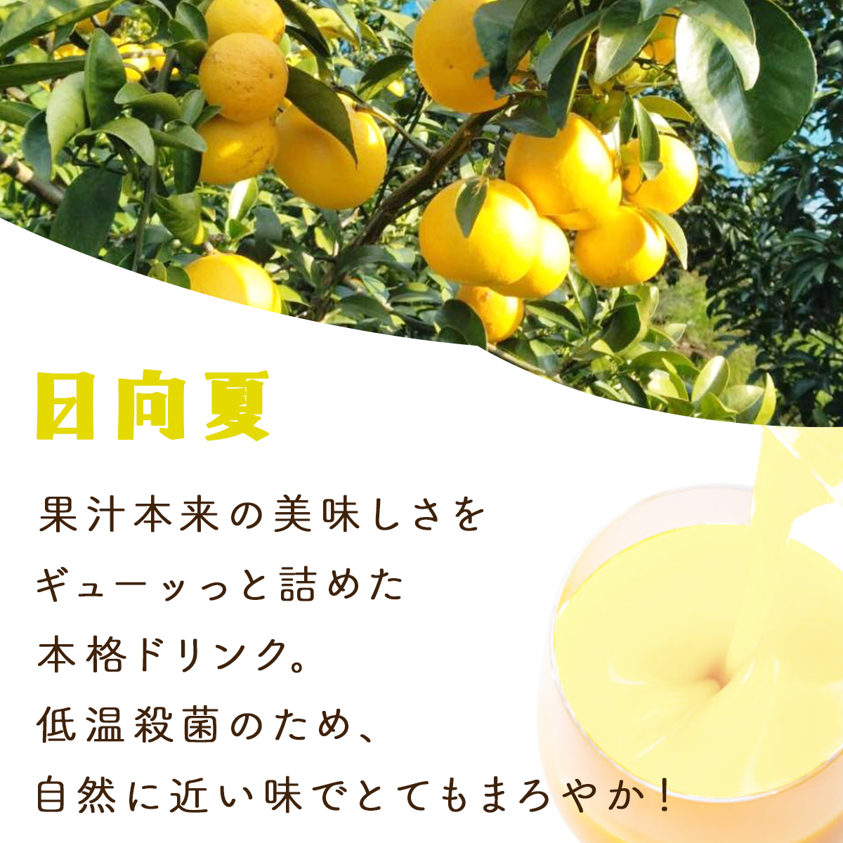 KU124 【定期便・全12回】あふれる果実感！マンゴー・日向夏ドリンク２本セット(各720ml)×12回【宮崎果汁】