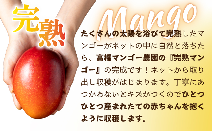 TAZ4L　＜先行予約受付中＞数量限定！宮崎完熟マンゴー (4L×2玉) 化粧箱入り【高橋マンゴー農園】【TAZ4L】