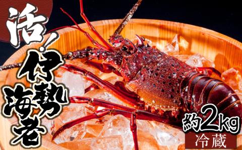 KU069  ＜数量限定＞宮崎県串間産伊勢エビ(計約2kg・3～8匹) 【合同会社Houryoumaru】【KU069】
