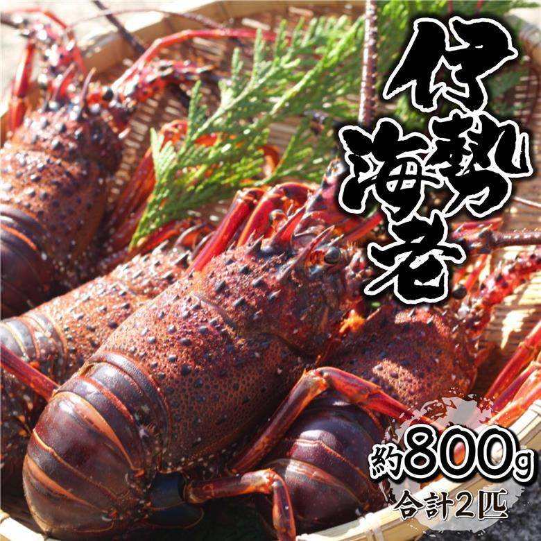 HRISR-80【先行予約】＜生冷凍・数量限定＞宮崎県串間産 天然伊勢エビ(計約800g・2匹) 【合同会社Houryoumaru】