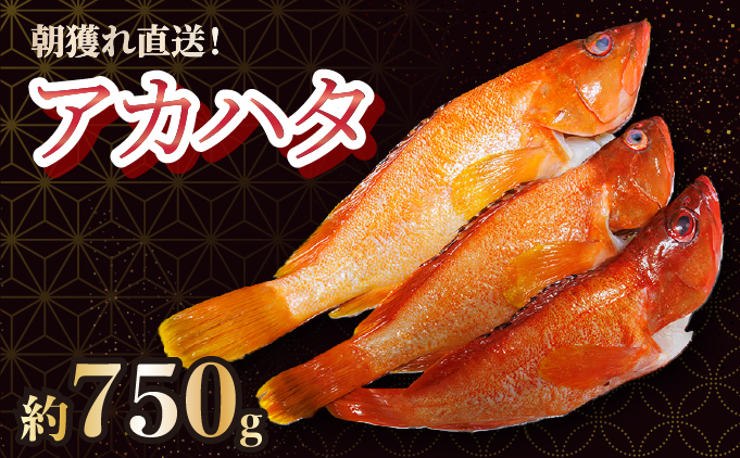 KU013＜2026年7月より順次発送＞宮崎県串間産アカハタ(計約750g・2～3匹)延縄漁による朝どれ高級魚を漁師直送！