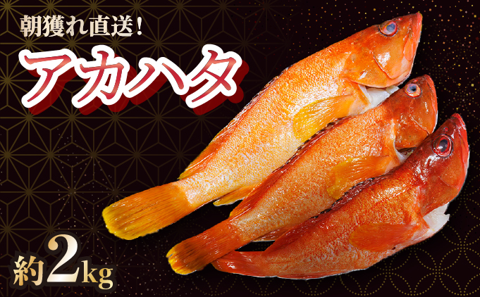 KU015＜2026年7月より順次発送に変更＞宮崎県串間産アカハタ(計約2kg・4～8匹)延縄漁による朝どれ高級魚を漁師直送！