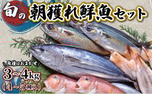 KU070 【先行予約受付中】宮崎県串間産 朝獲れ鮮魚セット計約3～4kg(4～5種)定置網による厳選「朝獲れ鮮魚」を漁師直送！ 【合同会社Houryoumaru】