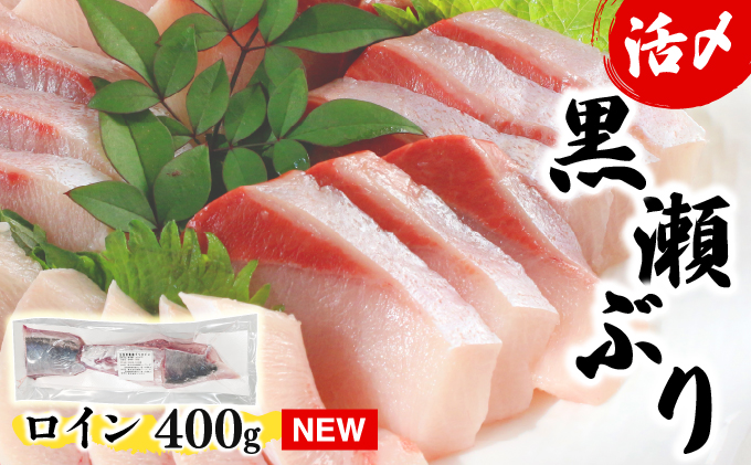 KU281-2-2601 ＜2026年1月発送分＞活じめ！黒瀬ぶりの生鮮ブリロイン2節〜3節（400g前後）