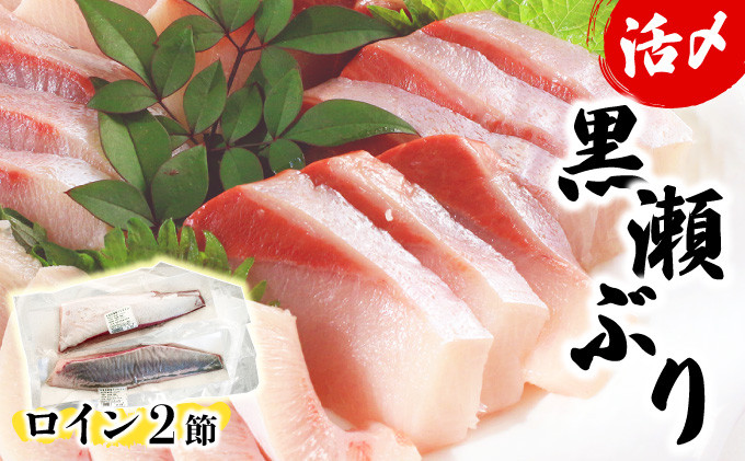KU281-2505＜2025年5月発送分＞活じめ！黒瀬ぶりの生鮮ブリロイン2節（1.0kg前後）