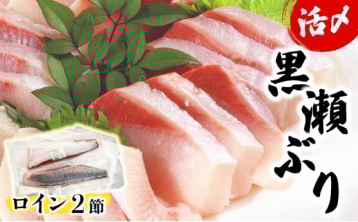 KU281-2506＜2025年6月発送分＞活じめ！黒瀬ぶりの生鮮ブリロイン2節（1.0kg前後）