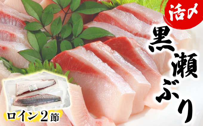 KU281-2601 ＜2026年1月発送分＞活じめ！黒瀬ぶりの生鮮ブリロイン2節（1.0kg前後）