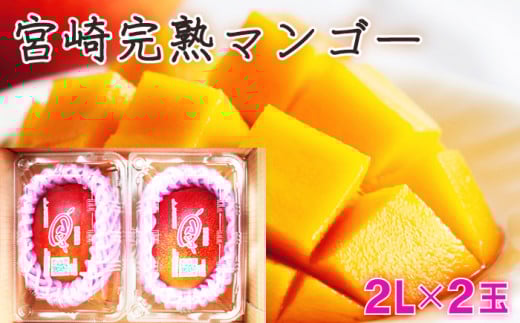 KU394 ＜期間限定・数量限定＞みやざき完熟マンゴー 約700g以上（2Lサイズ2個入[350g～459g]×2個） 【串間市大束農業協同組合】