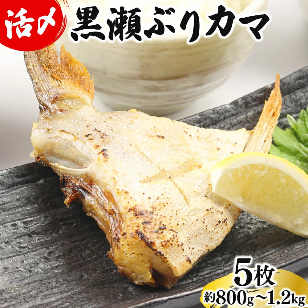 【2月発送】活じめ！黒瀬ぶりカマ（5枚入）（800g～1.2kg前後）