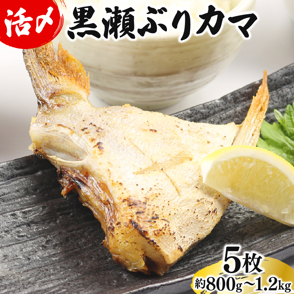 【4月発送】活じめ！黒瀬ぶりカマ（5枚入）（800g～1.2kg前後）