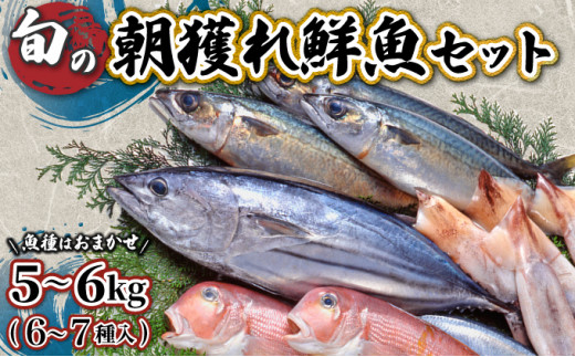 宮崎県串間産 朝獲れ鮮魚セット計約5〜6kg(6〜7種) 定置網による厳選「朝獲れ鮮魚」を漁師直送! [豊漁丸]