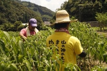 ＜銀鏡1000年応援団＞ゆず製品詰め合わせ【3月11日終了】<1-73>